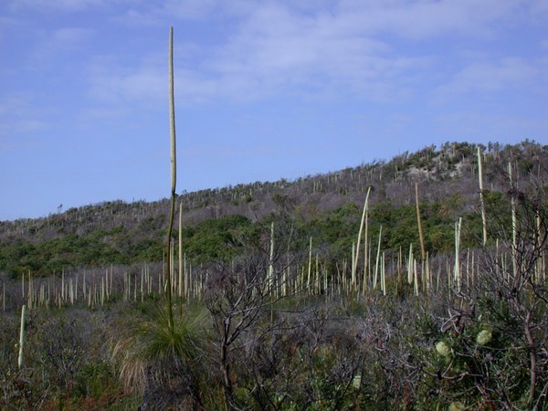 Grass Trees
